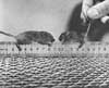 Mouse experiment