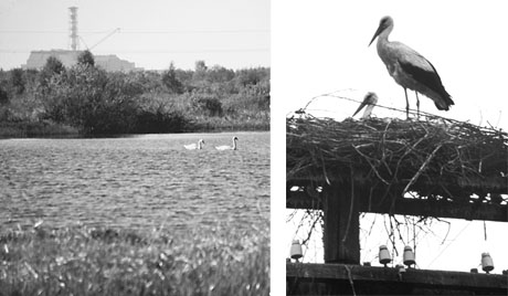 Chernobyl wildlife