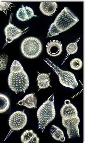 radiolaria